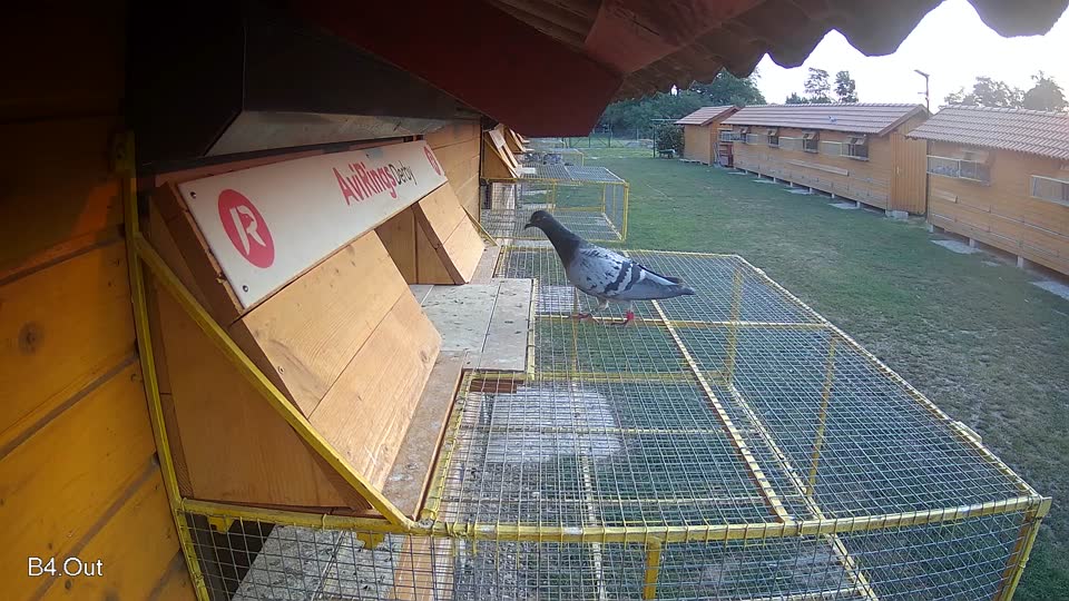 Pigeon Arrival Image For Race Race 4