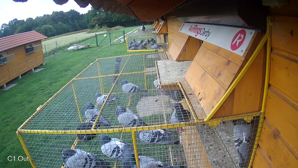 Pigeon Arrival Image For Race Final race 1