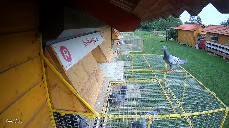 Pigeon Arrival Image For Race Final race 2