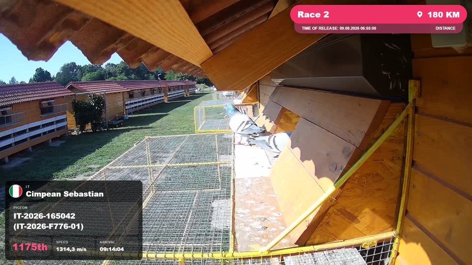 Pigeon Arrival Image For Race Race 2