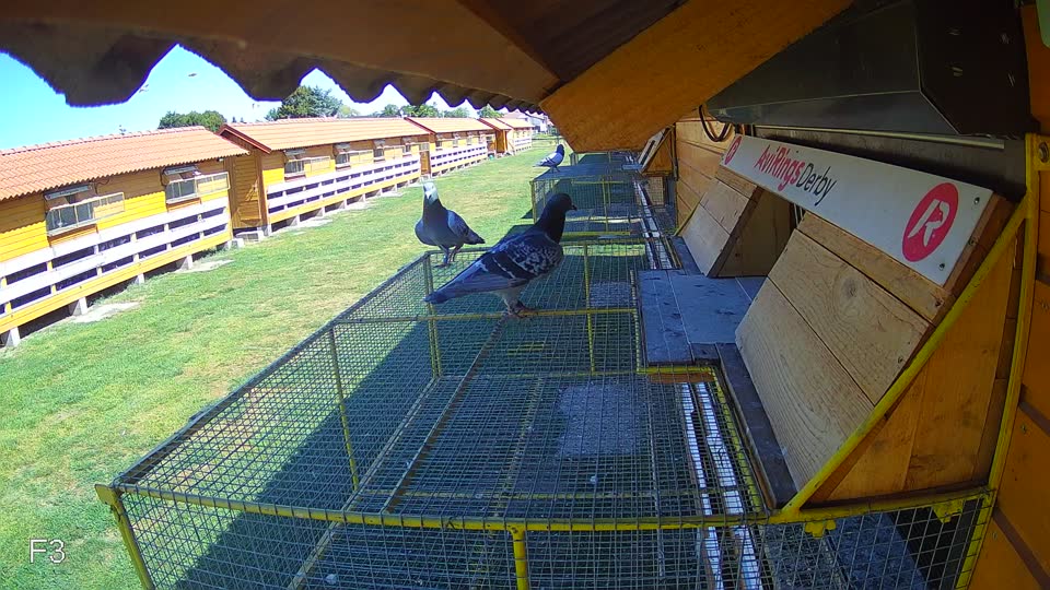 Pigeon Arrival Image For Race Race 3