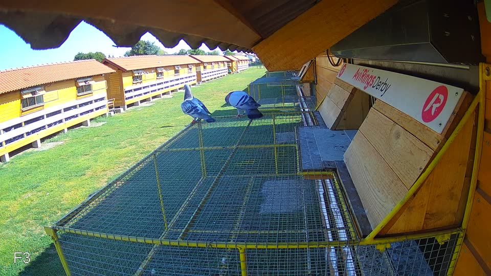 Pigeon Arrival Image For Race Race 2