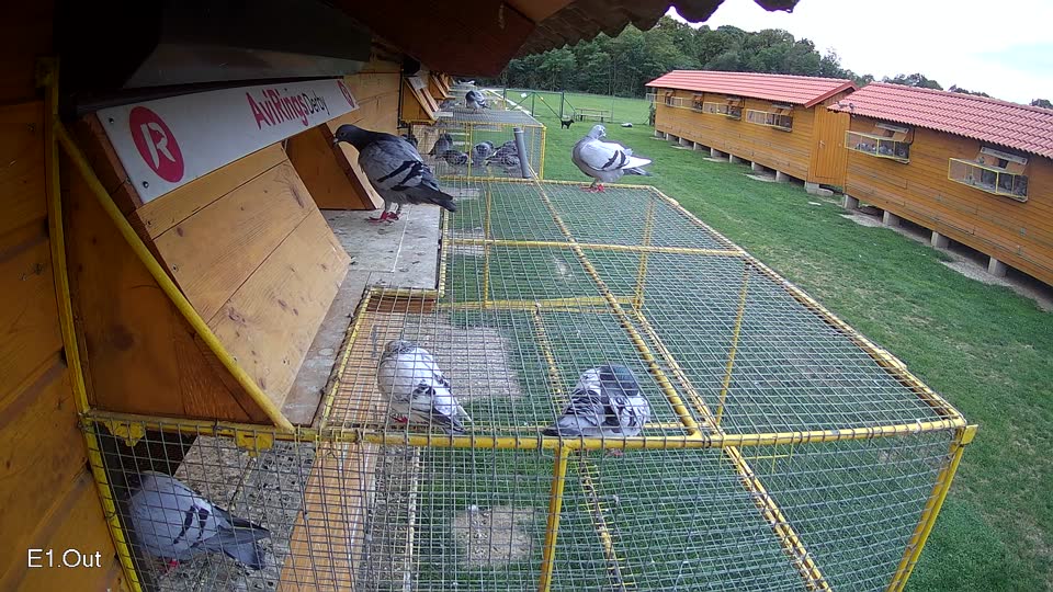 Pigeon Arrival Image For Race Race 6