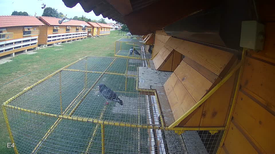 Pigeon Arrival Image For Race Race 3