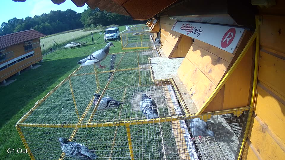 Pigeon Arrival Image For Race Final race 1