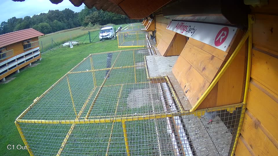 Pigeon Arrival Image For Race Final race 2