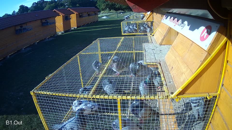 Pigeon Arrival Image For Race Race 5