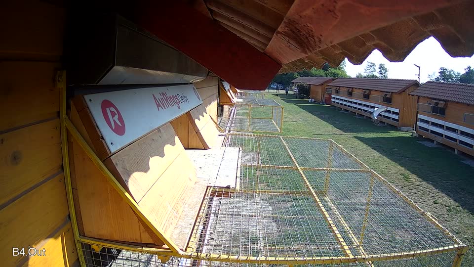 Pigeon Arrival Image For Race Race 1