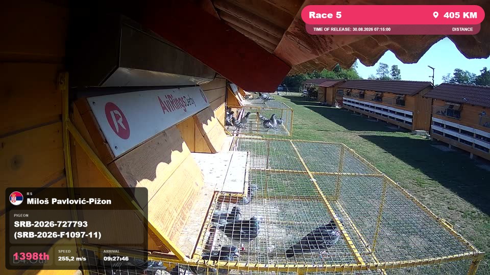 Pigeon Arrival Image For Race Race 5