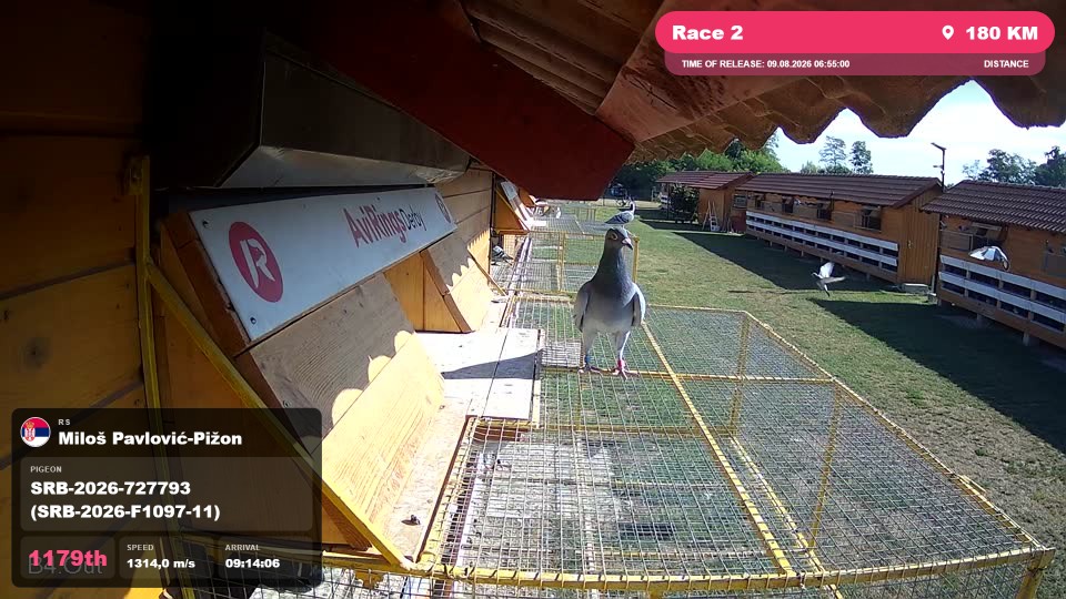 Pigeon Arrival Image For Race Race 2