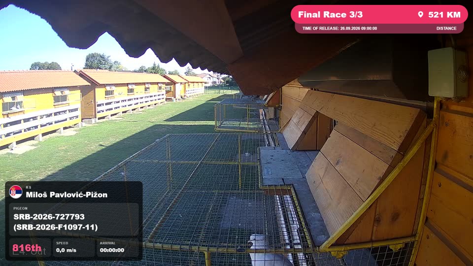 Pigeon Arrival Image For Race Final Race 3/3