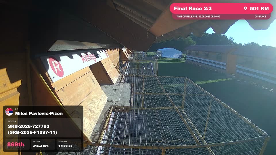 Pigeon Arrival Image For Race Final Race 2/3