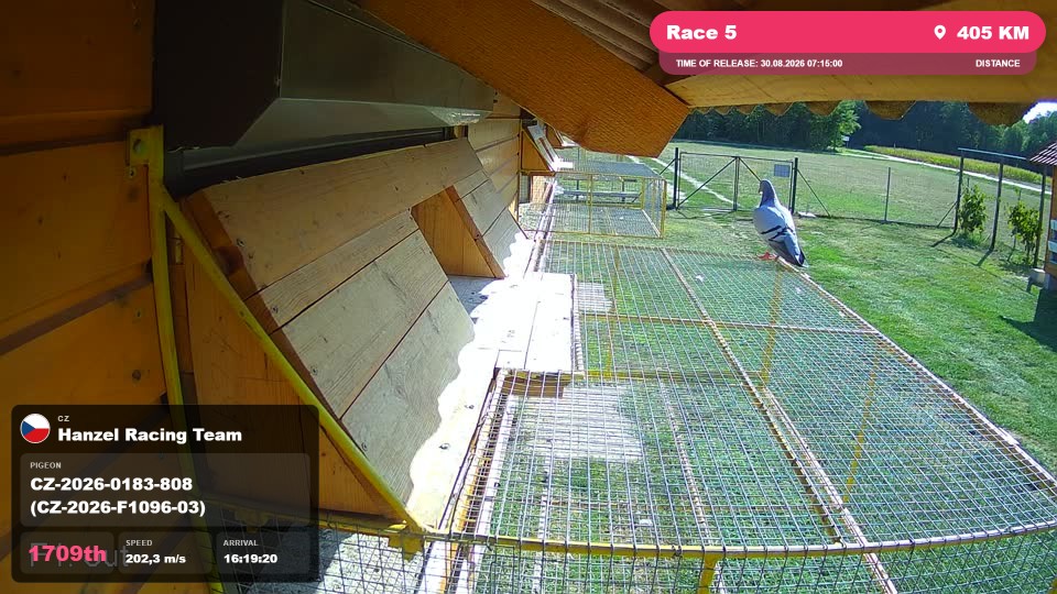 Pigeon Arrival Image For Race Race 5