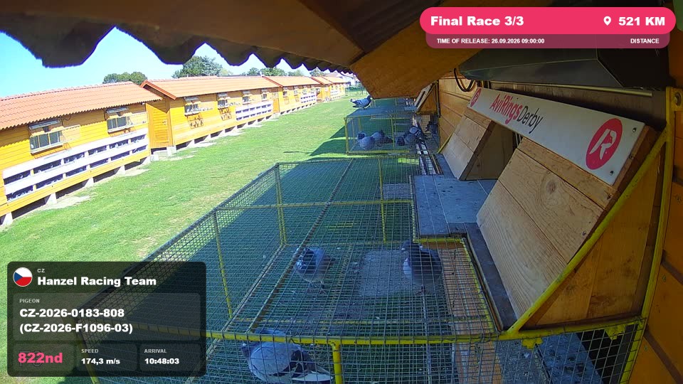 Pigeon Arrival Image For Race Final Race 3/3