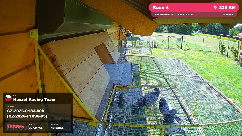 Pigeon Arrival Image For Race Race 4