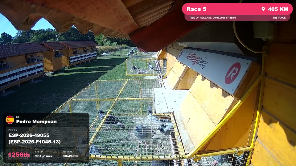Pigeon Arrival Image For Race Race 5