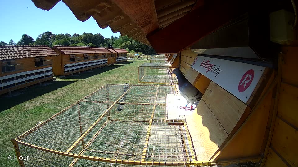 Pigeon Arrival Image For Race Race 3