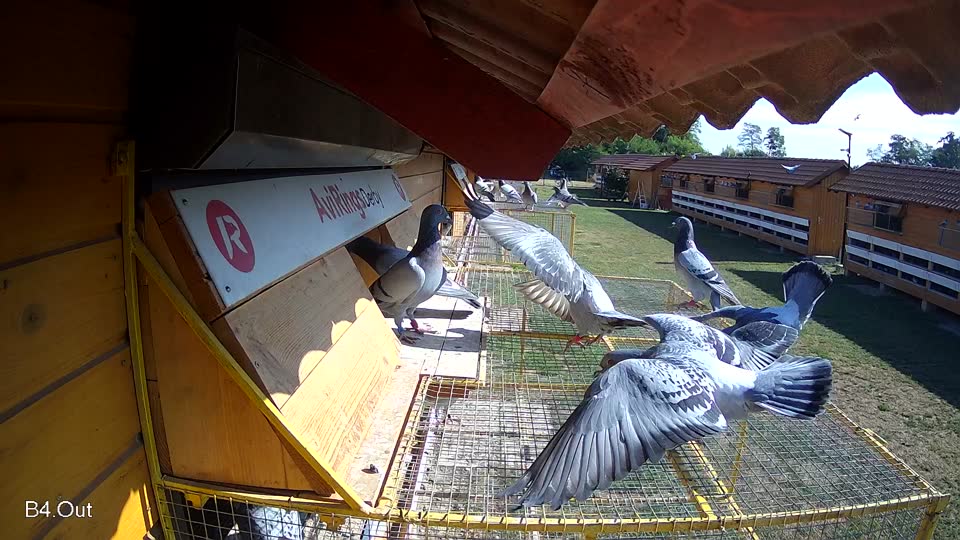 Pigeon Arrival Image For Race Race 2