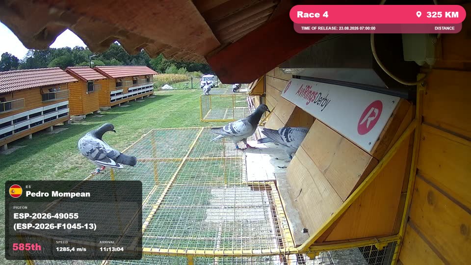 Pigeon Arrival Image For Race Race 4