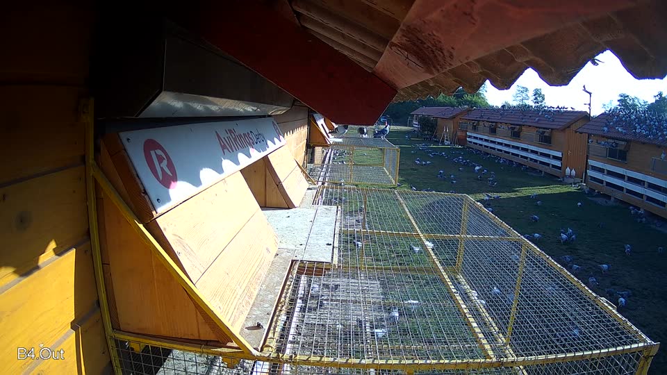 Pigeon Arrival Image For Race Race 2