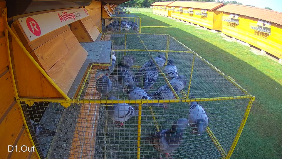 Pigeon Arrival Image For Race Race 3
