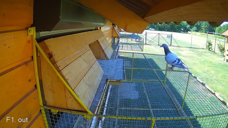 Pigeon Arrival Image For Race Race 3