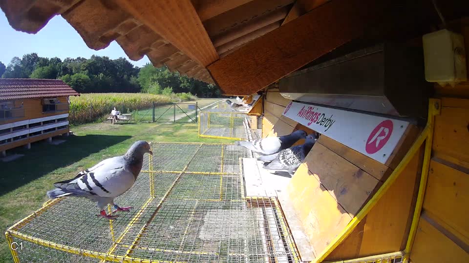 Pigeon Arrival Image For Race Race 2