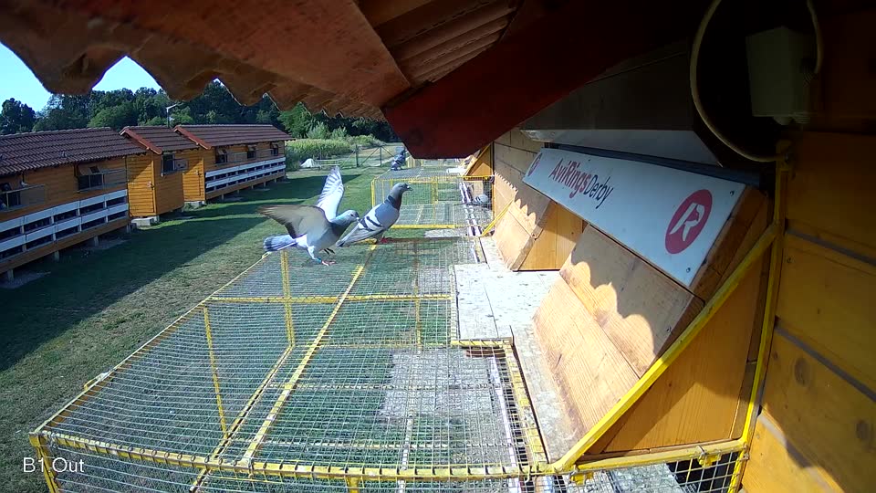 Pigeon Arrival Image For Race Race 1
