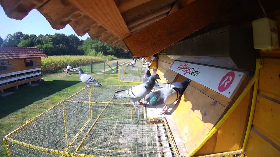 Pigeon Arrival Image For Race Race 2