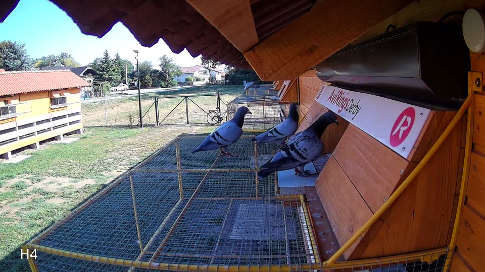 Pigeon Arrival Image For Race Race 2