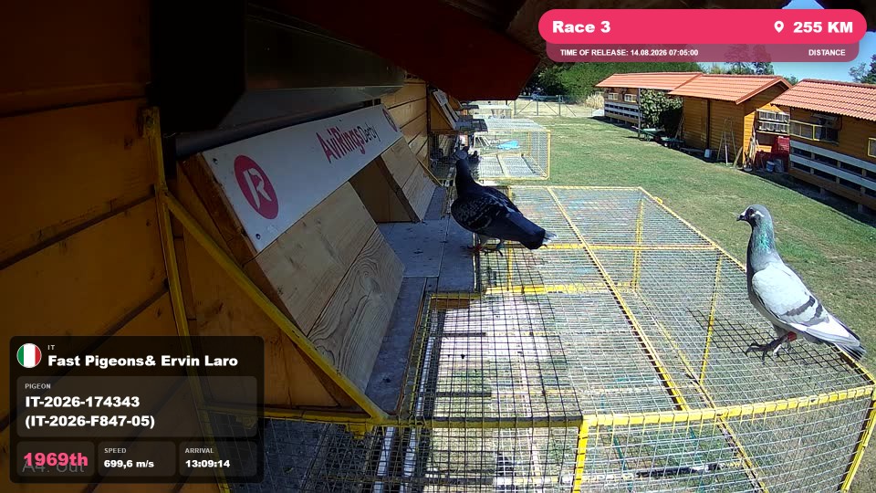 Pigeon Arrival Image For Race Race 3