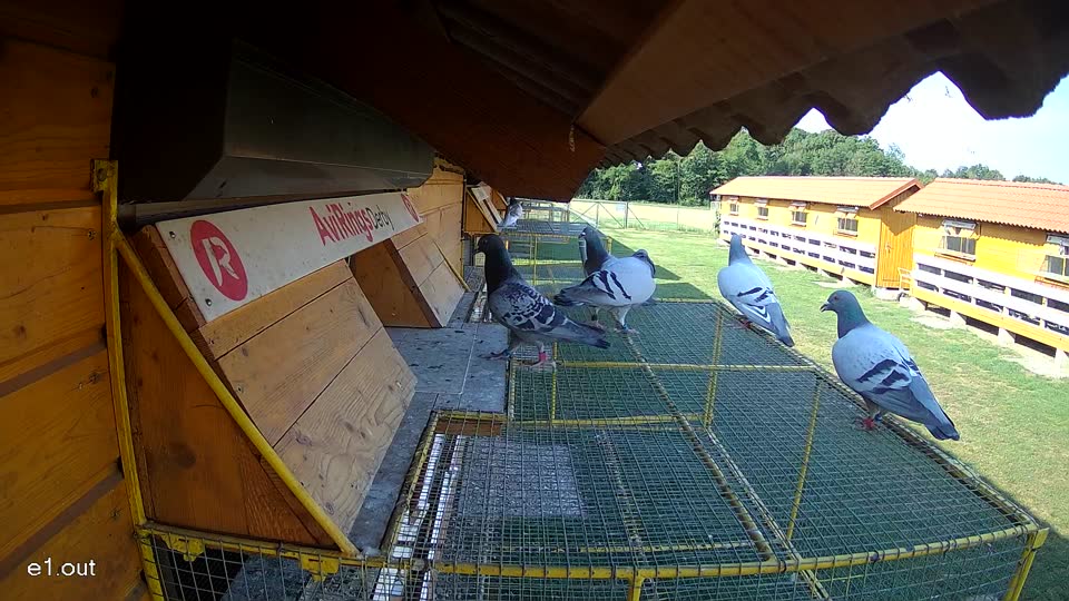 Pigeon Arrival Image For Race Race 1