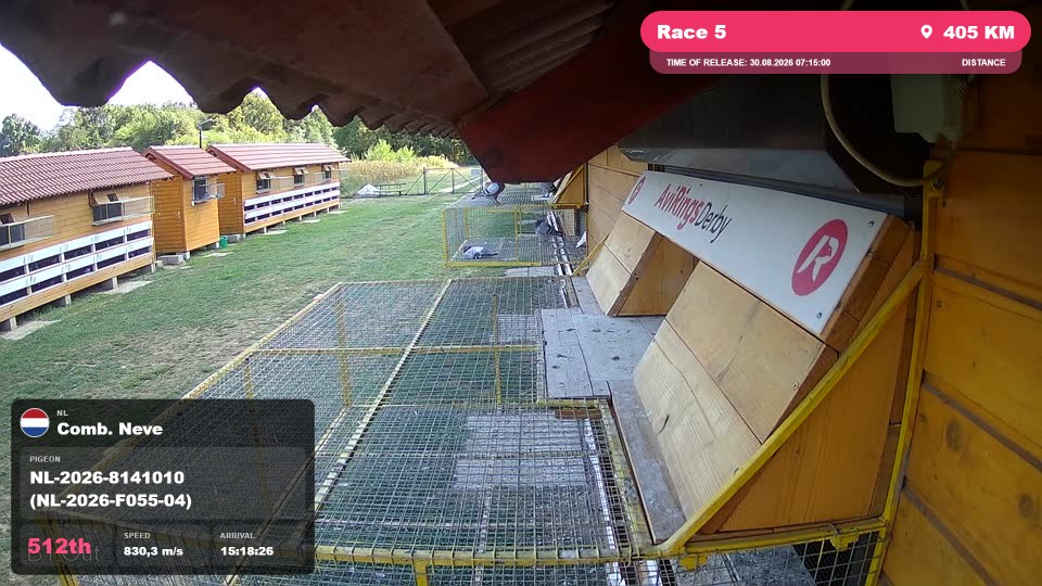 Pigeon Arrival Image For Race Race 5