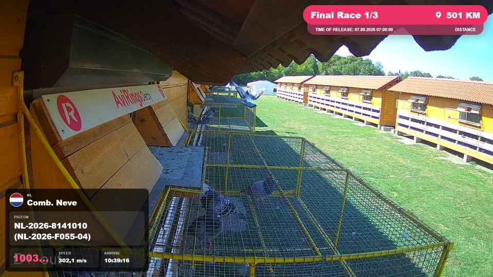 Pigeon Arrival Image For Race Final Race 1/3
