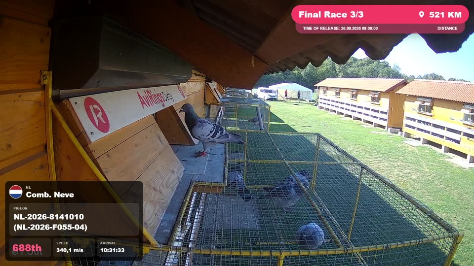 Pigeon Arrival Image For Race Final Race 3/3