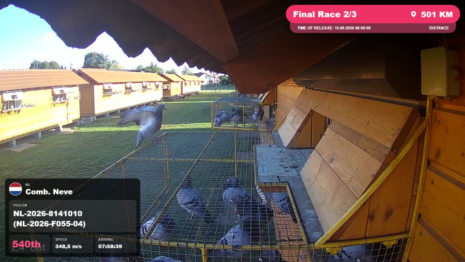 Pigeon Arrival Image For Race Final Race 2/3