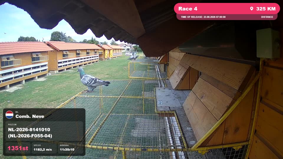 Pigeon Arrival Image For Race Race 4