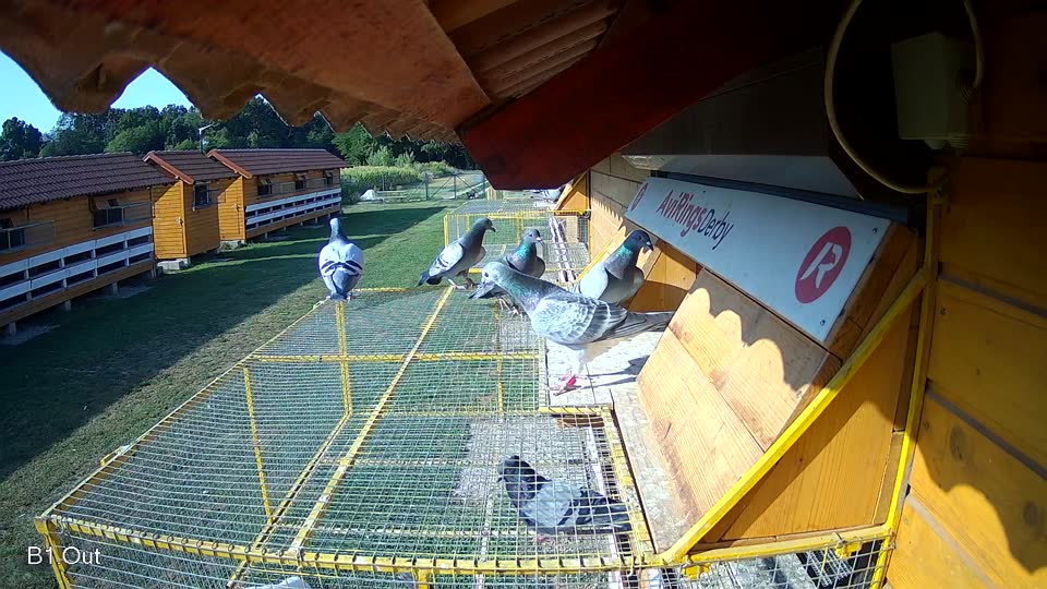 Pigeon Arrival Image For Race Race 1