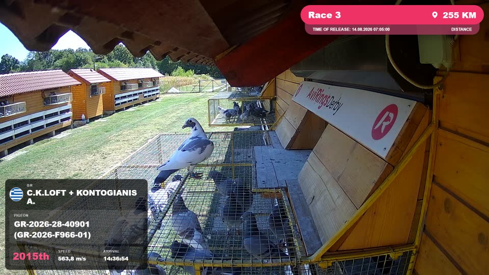 Pigeon Arrival Image For Race Race 3