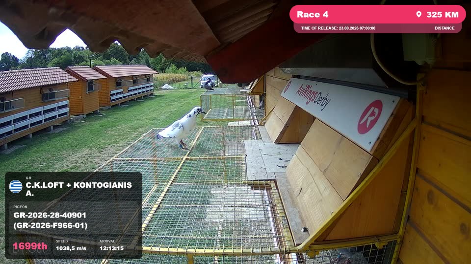 Pigeon Arrival Image For Race Race 4