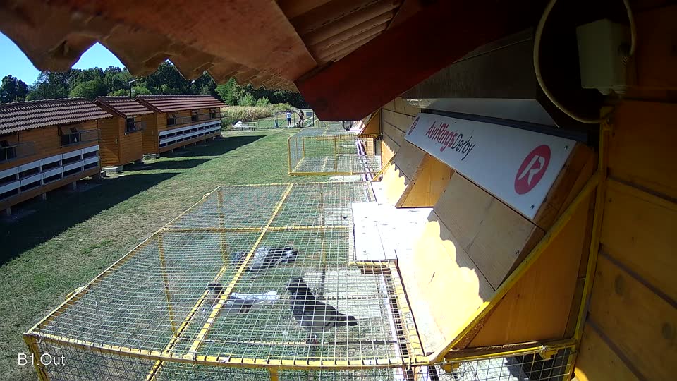 Pigeon Arrival Image For Race Race 3