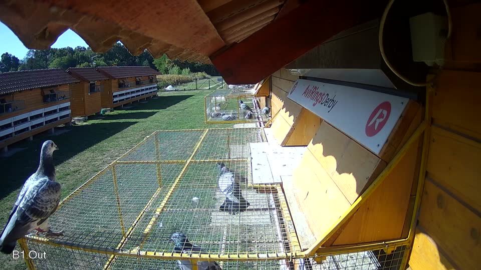 Pigeon Arrival Image For Race Race 5