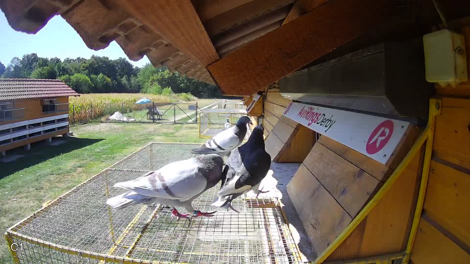 Pigeon Arrival Image For Race Race 3