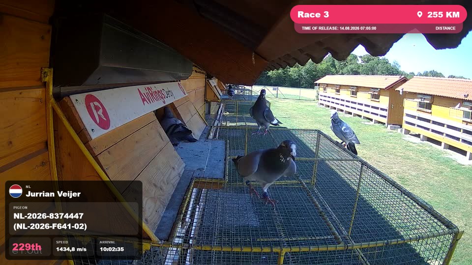 Pigeon Arrival Image For Race Race 3
