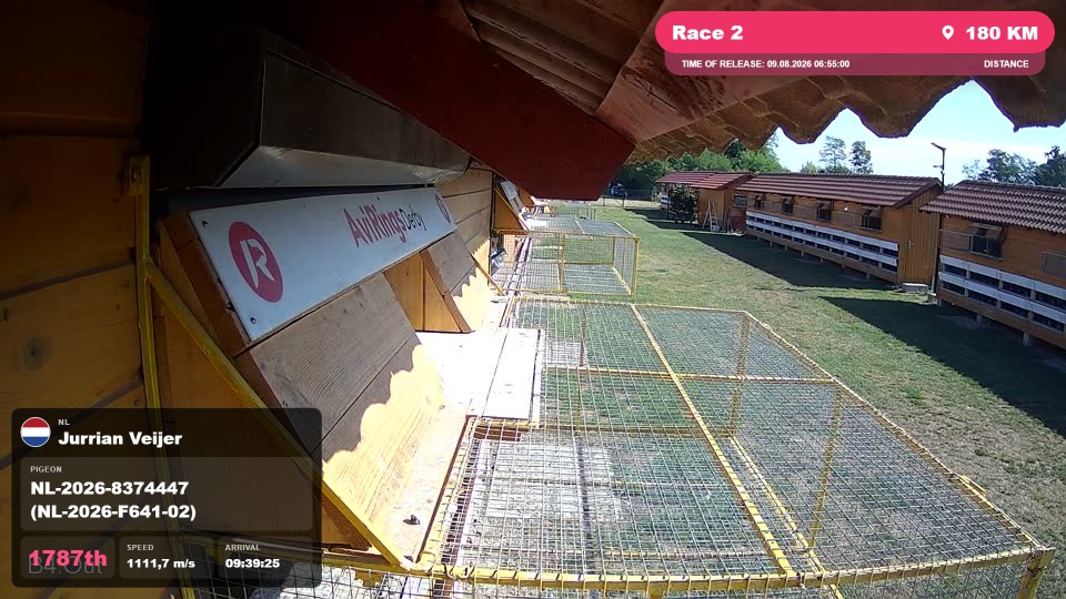 Pigeon Arrival Image For Race Race 2