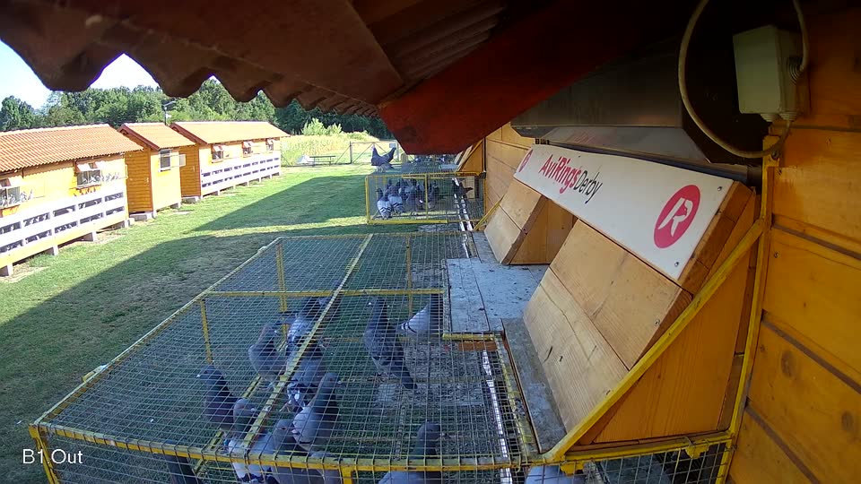 Pigeon Arrival Image For Race Race 1