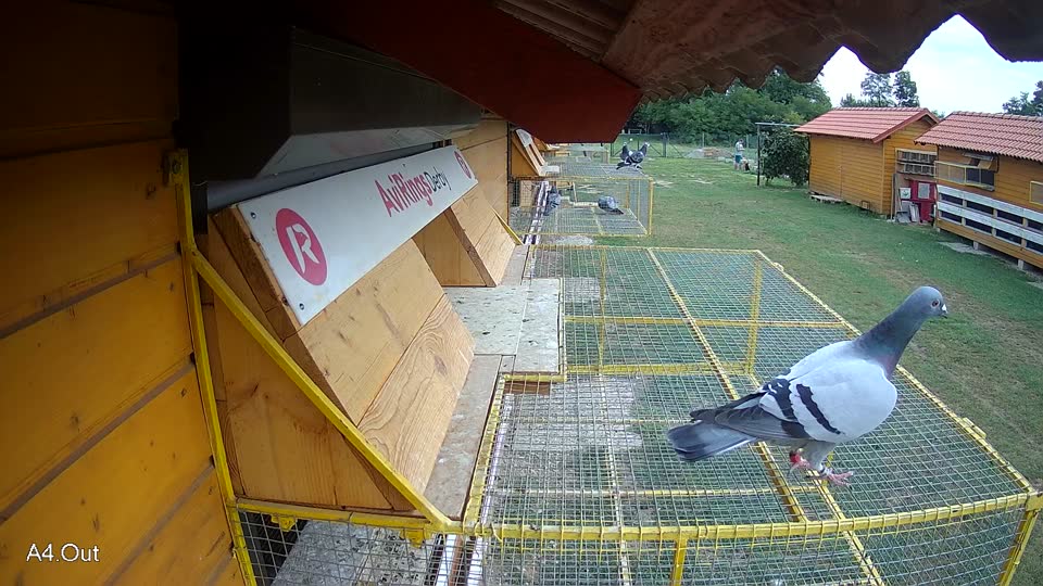 Pigeon Arrival Image For Race Race 3