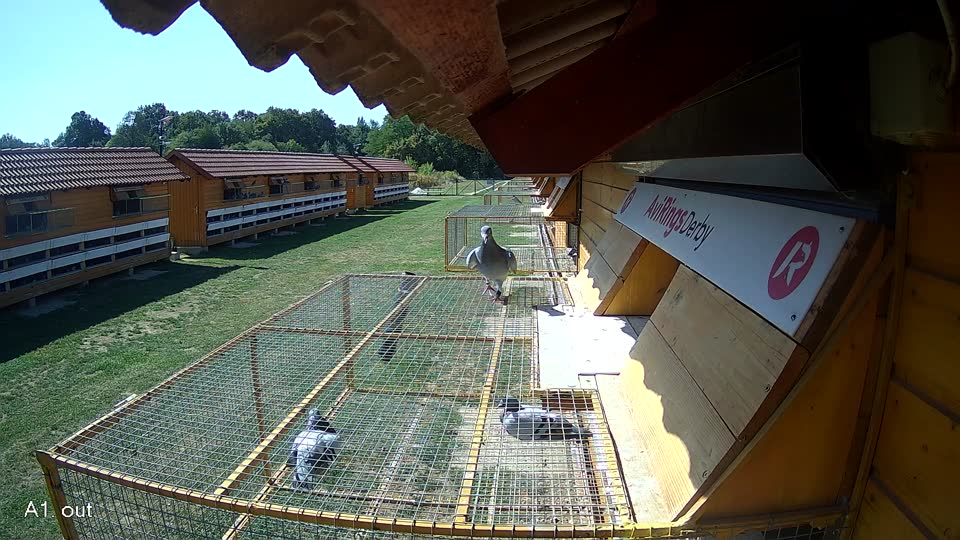 Pigeon Arrival Image For Race Race 5