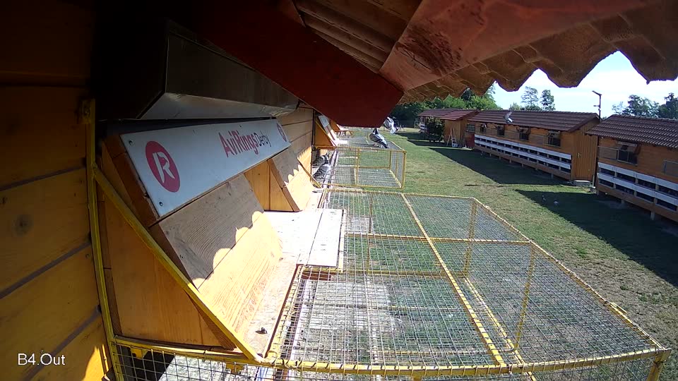 Pigeon Arrival Image For Race Race 2