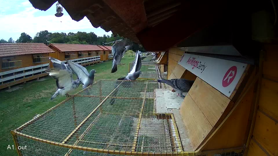 Pigeon Arrival Image For Race Race 4